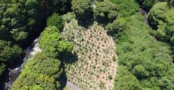 Agricultural Land for sale located between L’Escalier and Rivière du Poste