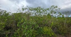 Agricultural land for sale in Bois Cheri