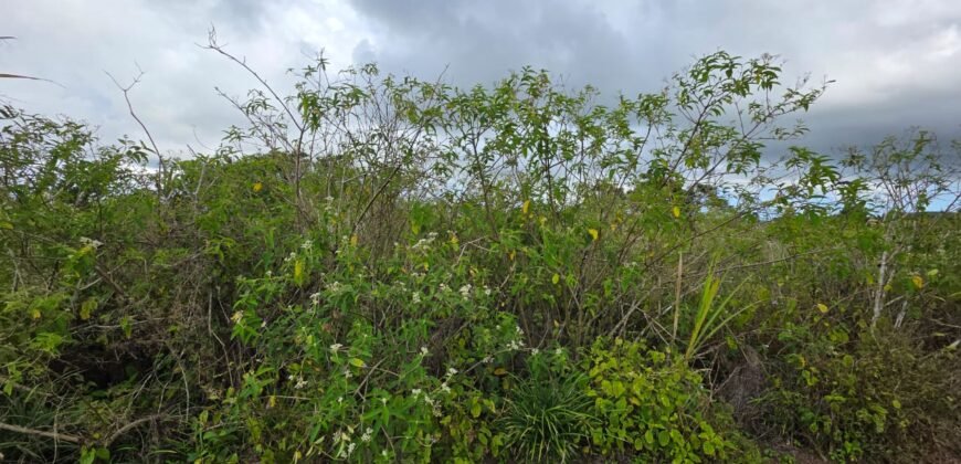 Agricultural land for sale in Bois Cheri