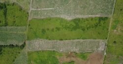 Agricultural Land for Sale – Melrose
