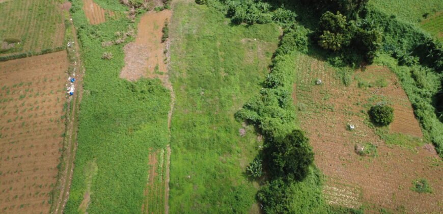 Prime Agricultural Land Available in Curepipe