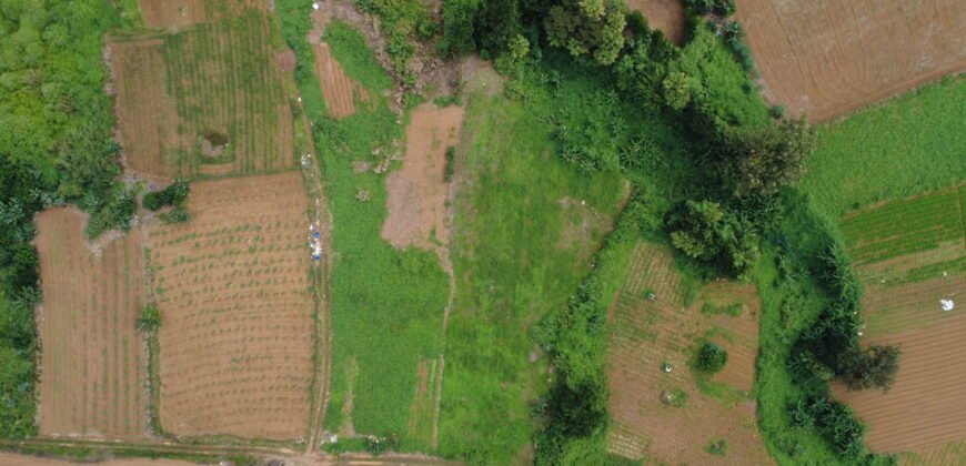 Prime Agricultural Land Available in Curepipe