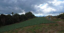Agricultural Land for Sale in Henrietta, Moka