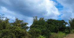 Residential Land for Sale in New Grove – 35.69 Perches
