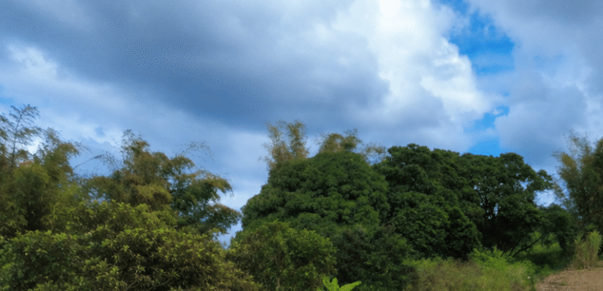 Residential Land for Sale in New Grove – 35.69 Perches